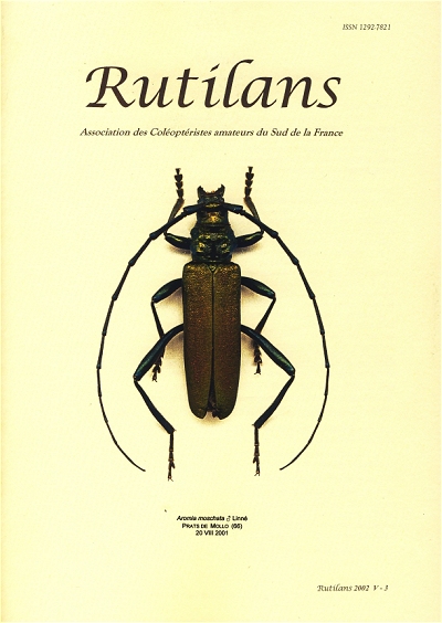 RARE! A1 d'Indonesie! Achias sp Entomologie,Collection Insecte 