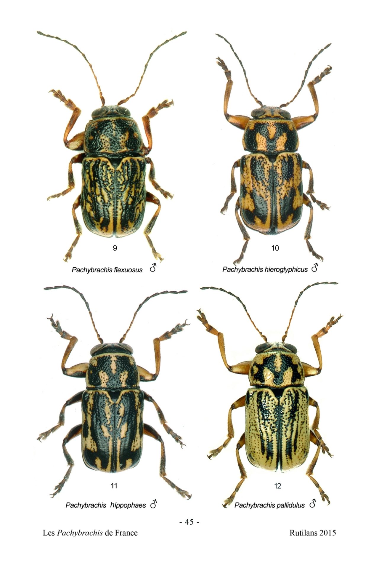 R A R E Association Roussillonnaise D’entomologie