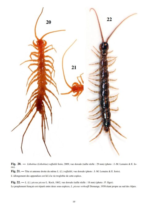 R A R E Association Roussillonnaise D’entomologie